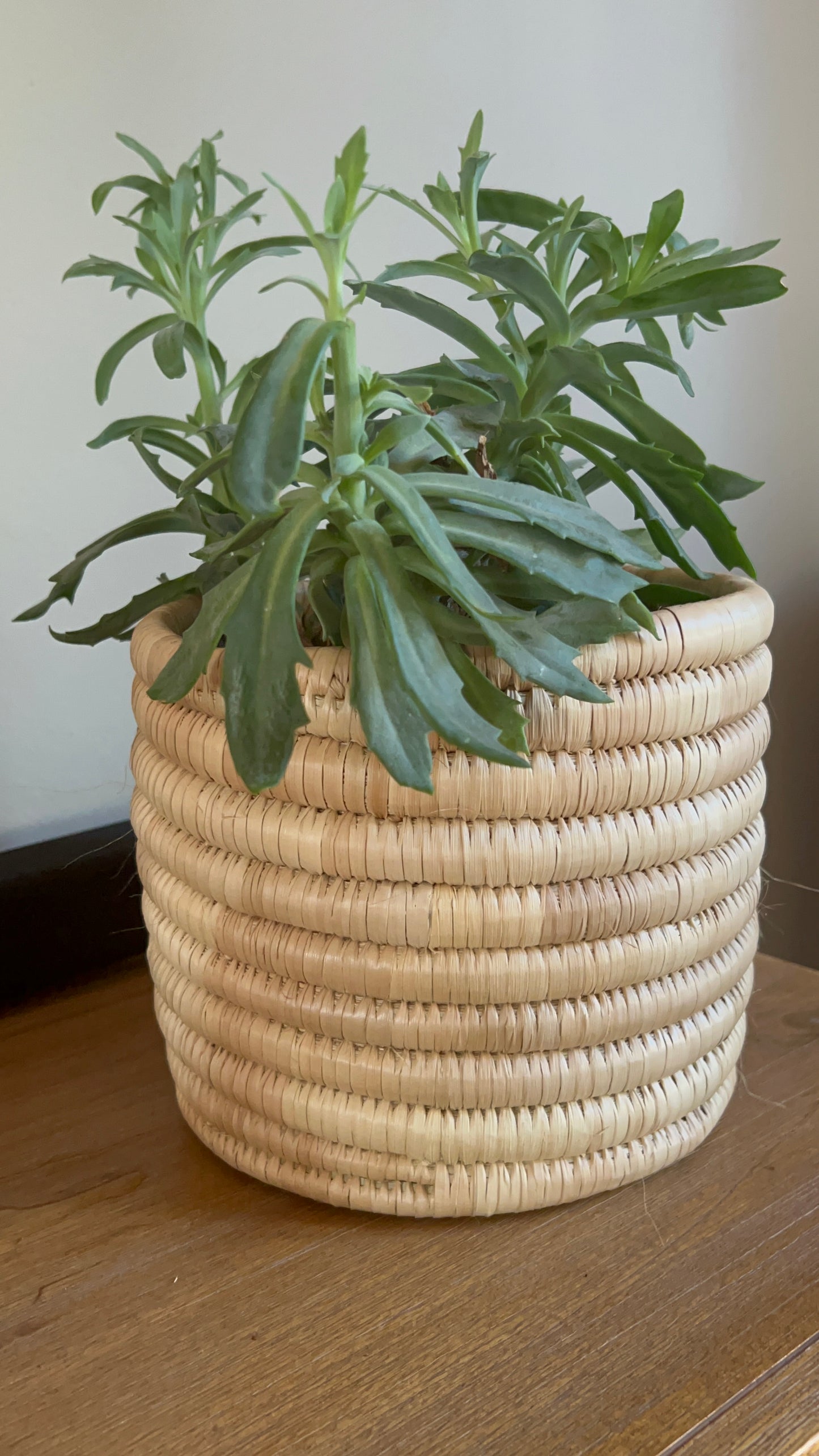 Plant Basket 1 - small